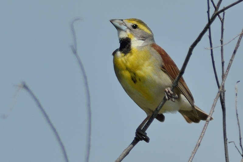 Dickcissel